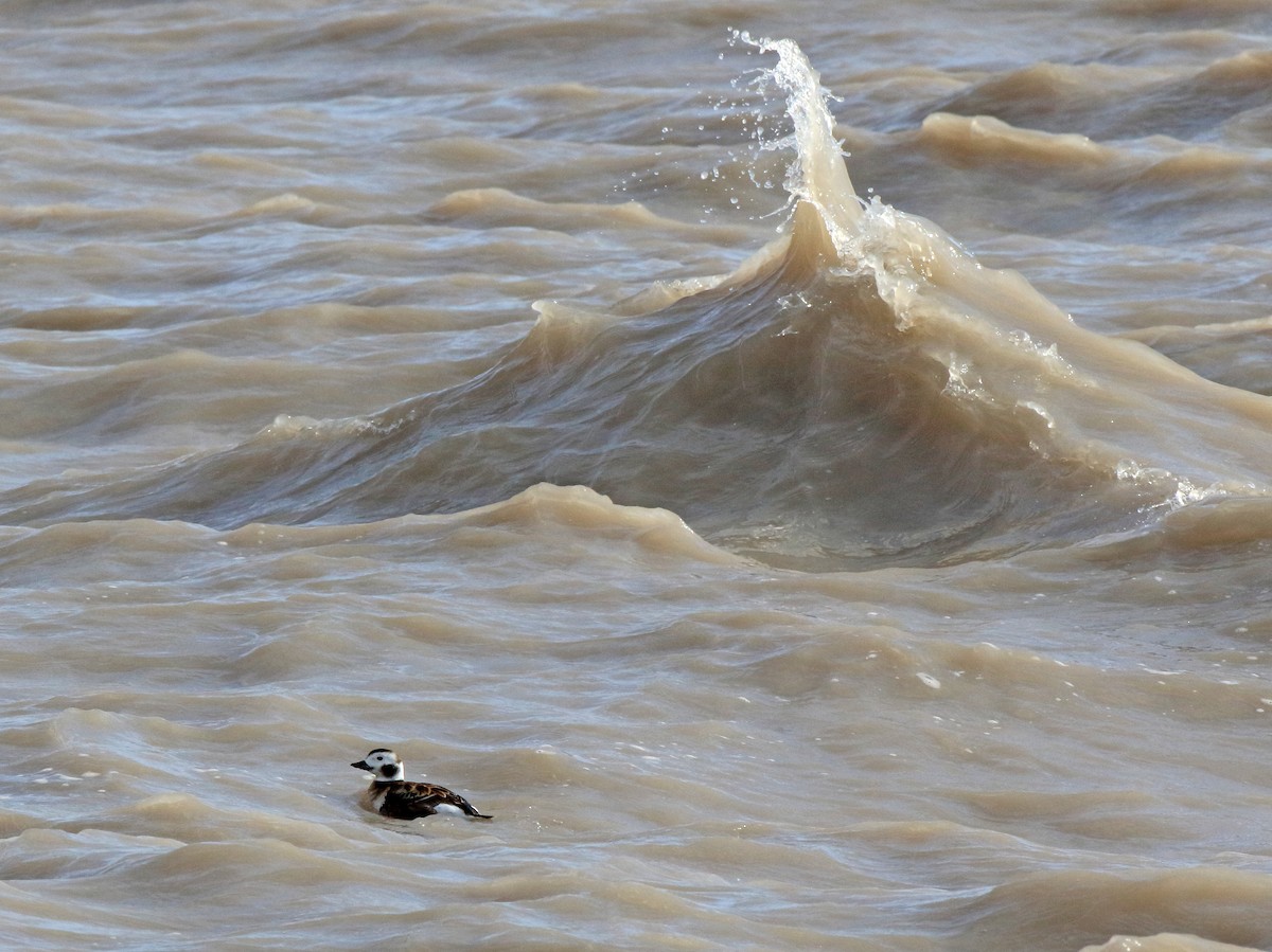 Long-tailed Duck - ML616473345