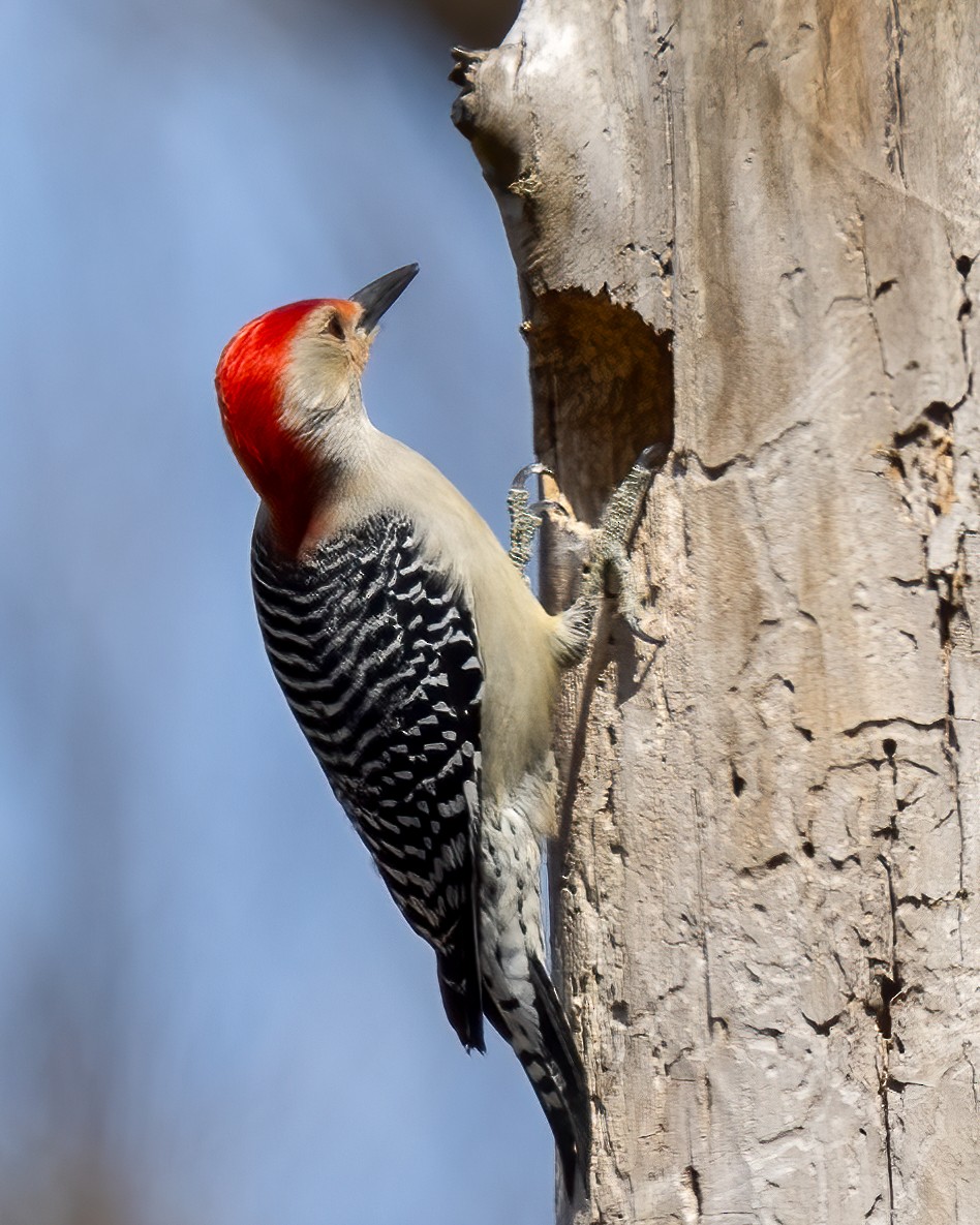 Red-bellied Woodpecker - ML616473347