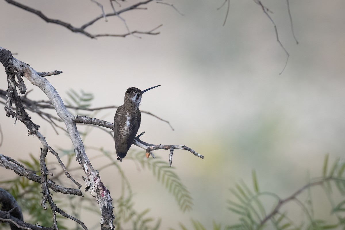 Plain-capped Starthroat - ML616473353