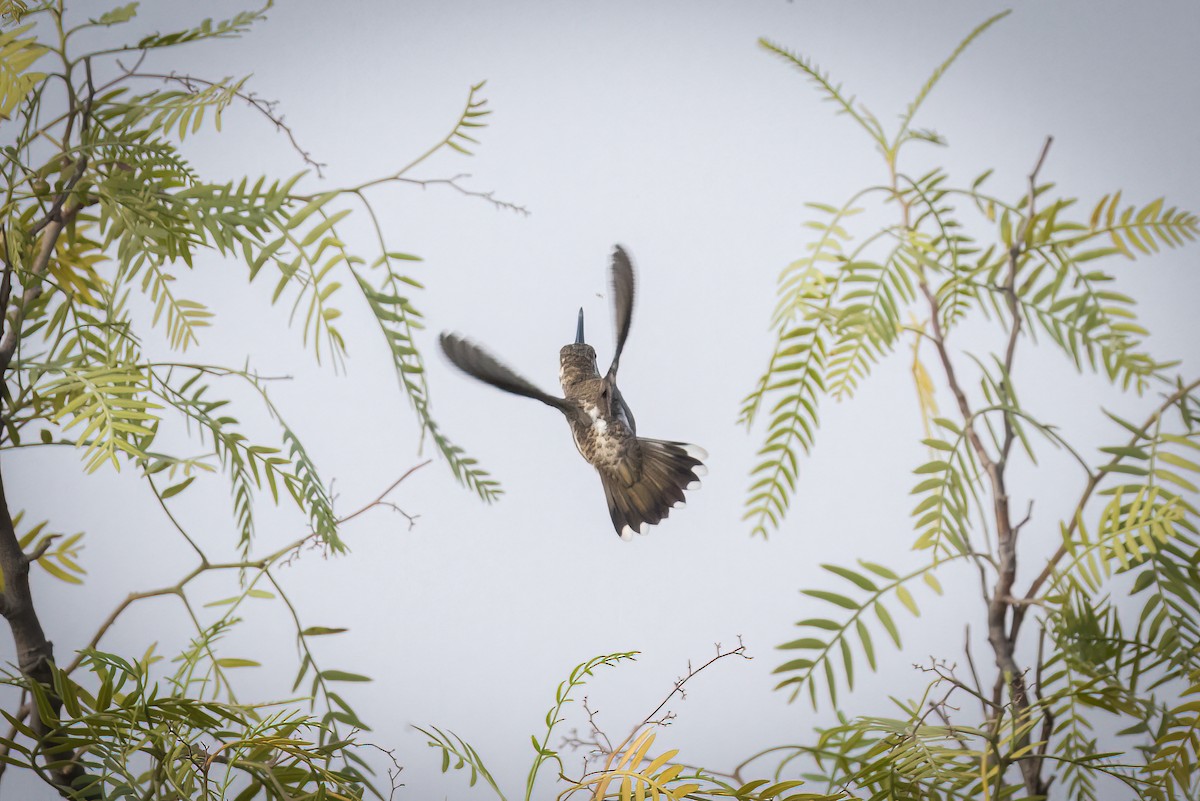 Plain-capped Starthroat - Sam Wilson