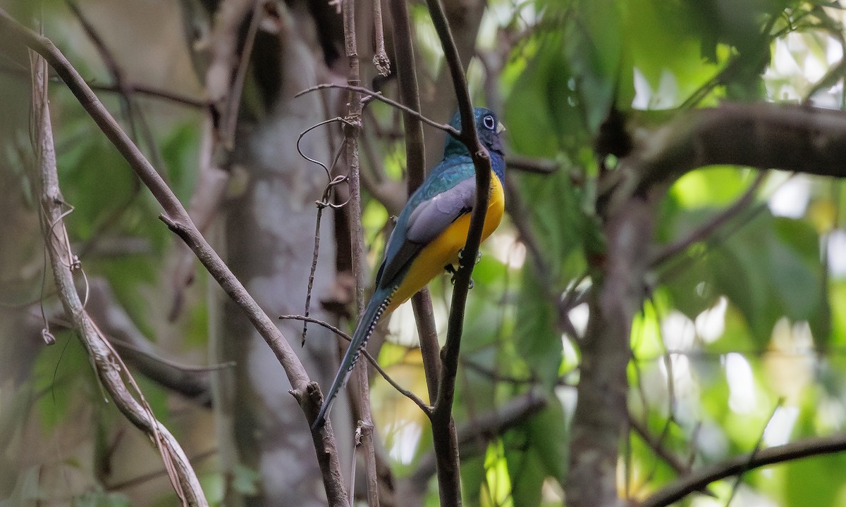 Amazonian Black-throated Trogon - ML616473365