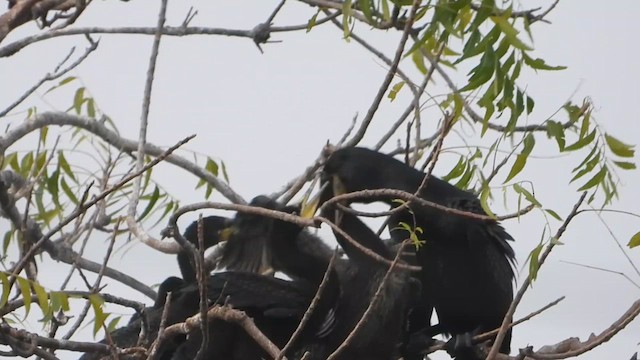 Cormoran à cou brun - ML616473399