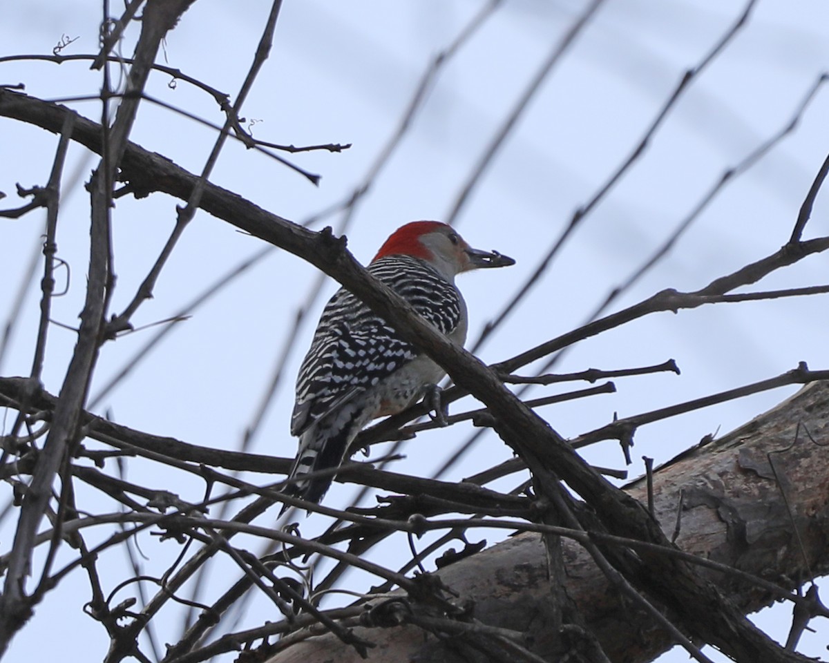 Red-bellied Woodpecker - ML616473513