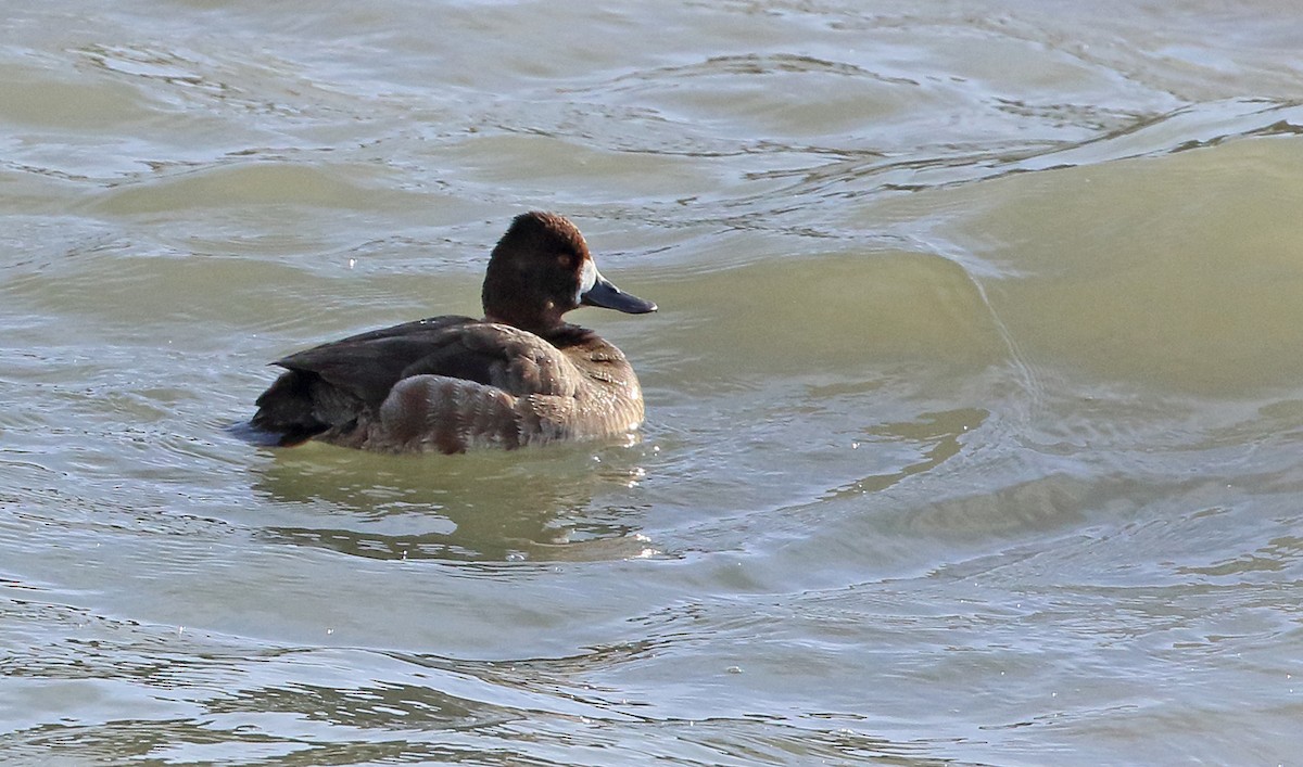 Lesser Scaup - ML616473526