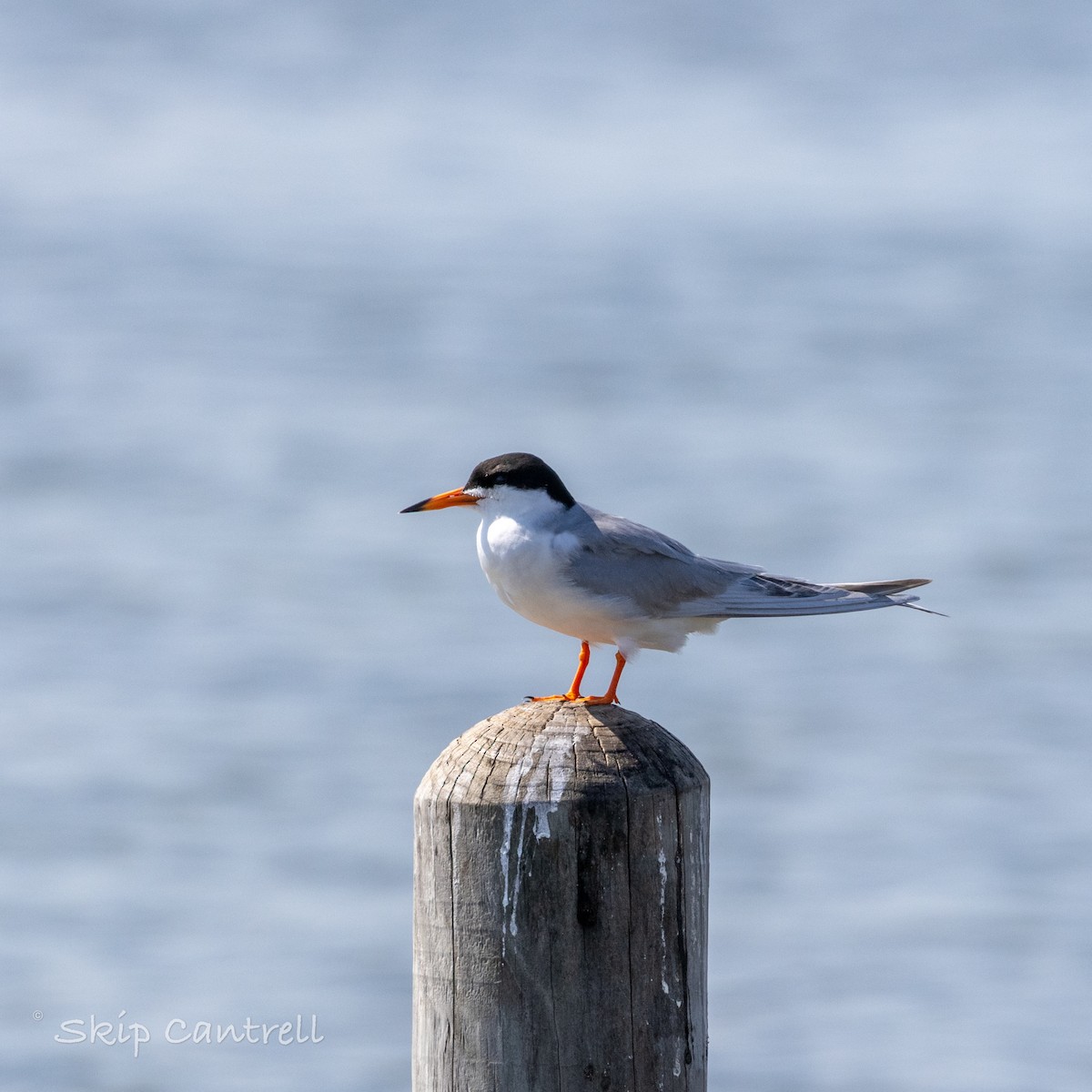 Forster's Tern - Skip Cantrell