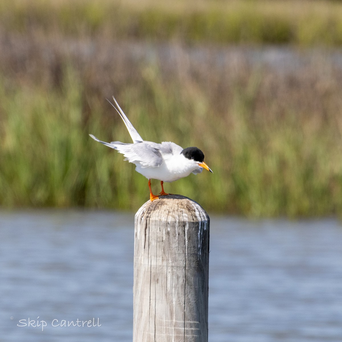 Forster's Tern - ML616473536