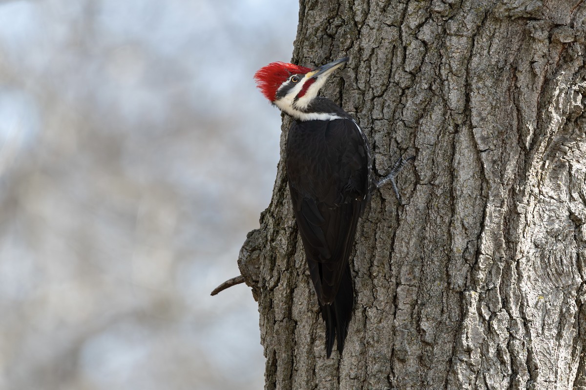 Pileated Woodpecker - ML616473560