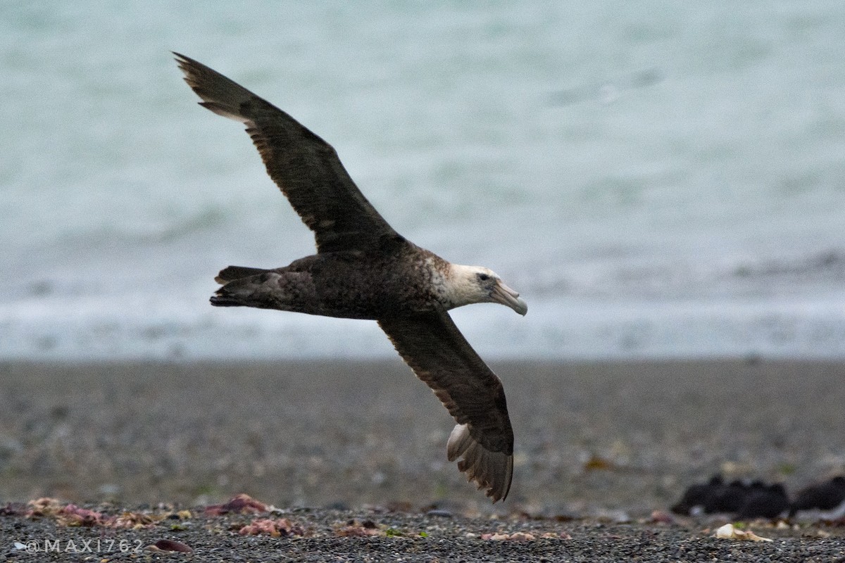 Southern Giant-Petrel - Maximiliano Aguilar