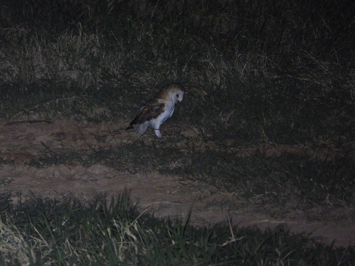 Barn Owl - Marcos Saldivar Montalbetti CON