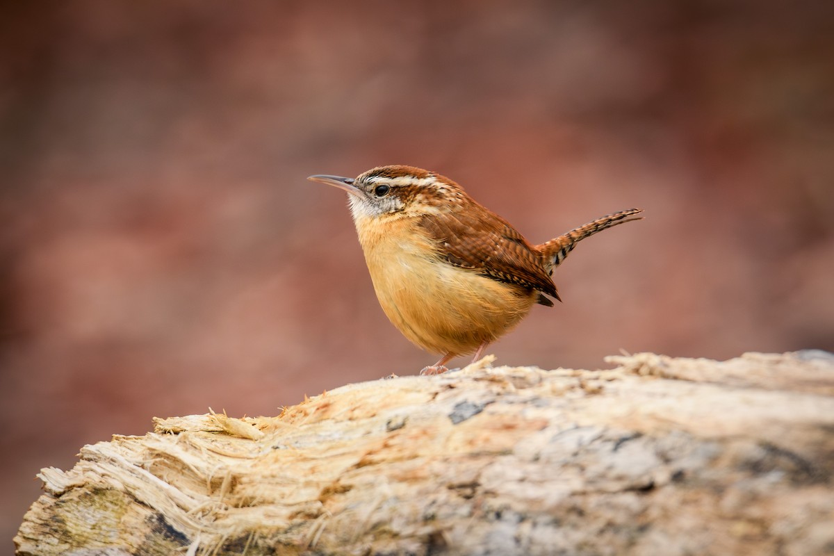 Carolina Wren - Collin Porter