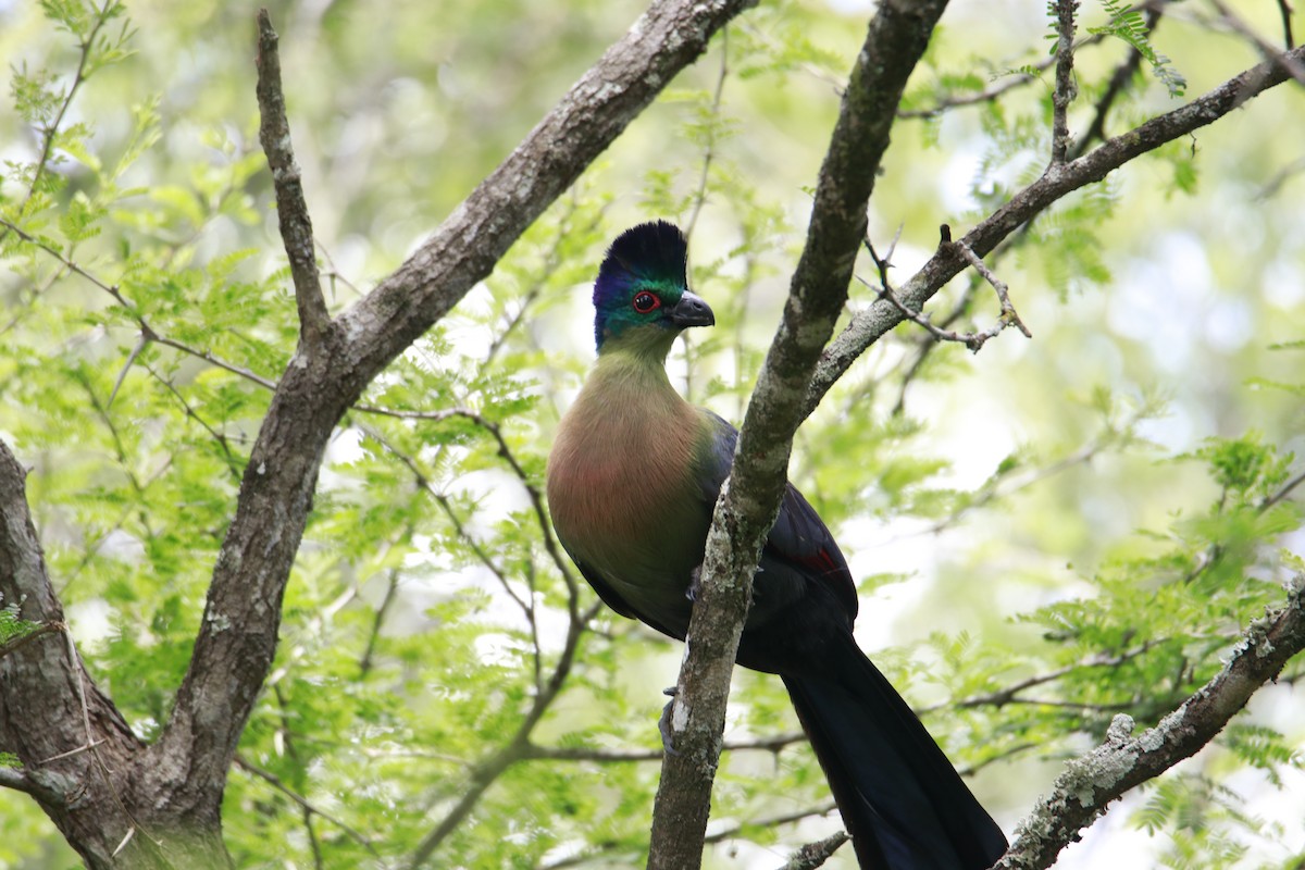 Purple-crested Turaco - ML616473662