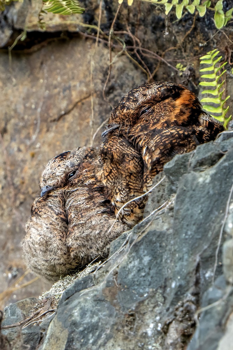 Lyre-tailed Nightjar - Ashley Pichon
