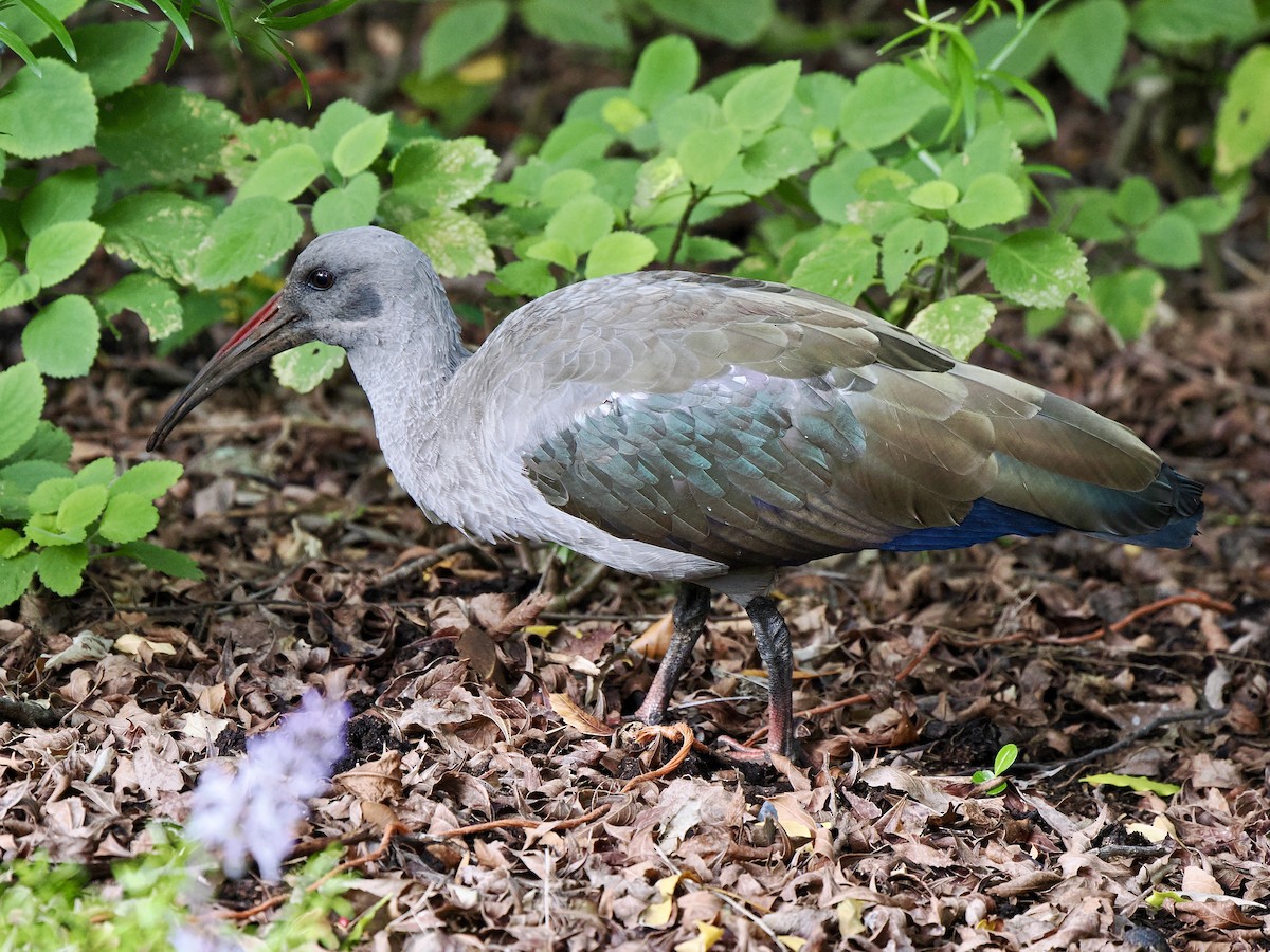 Hadada Ibis - ML616473686