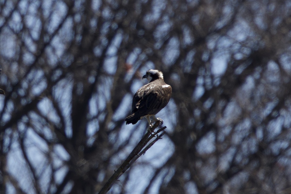 Osprey - ML616473691
