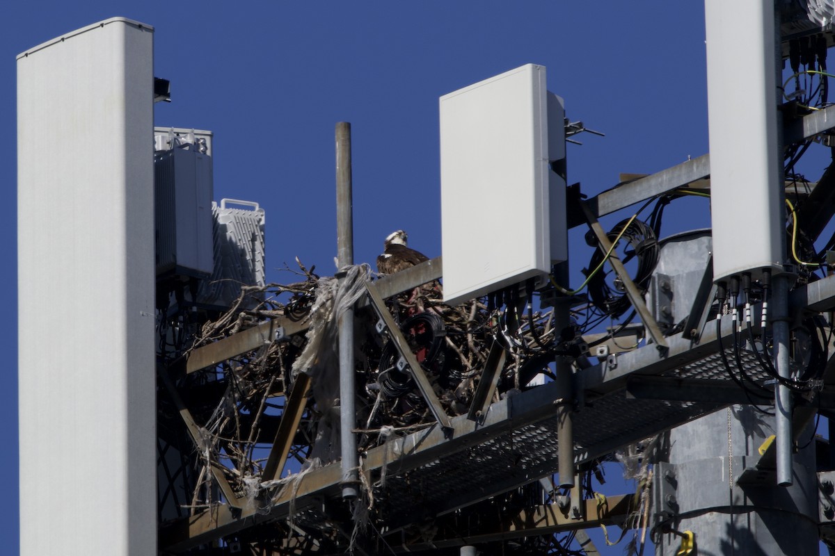 Osprey - ML616473692