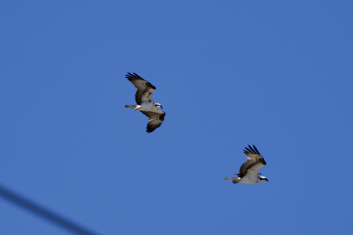 Osprey - ML616473693