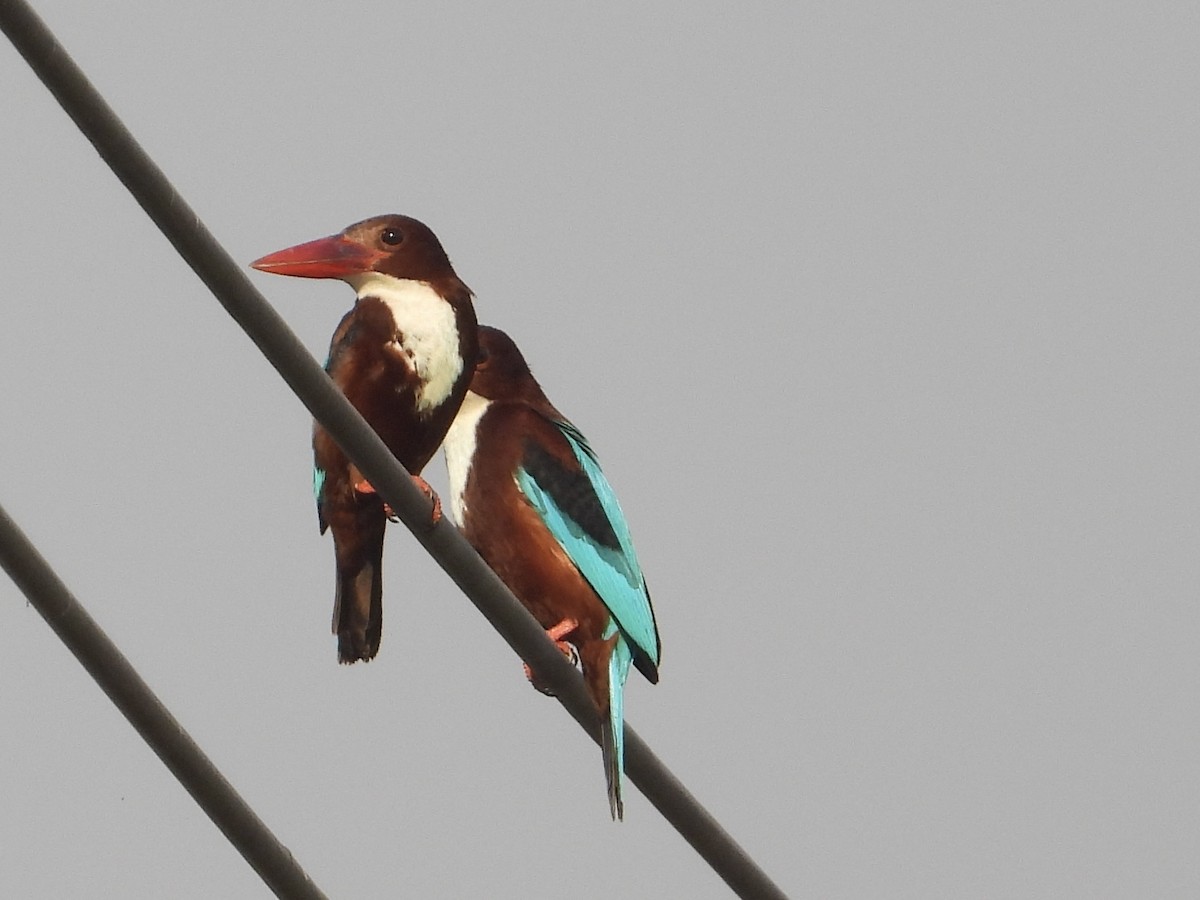 White-throated Kingfisher - ML616473695