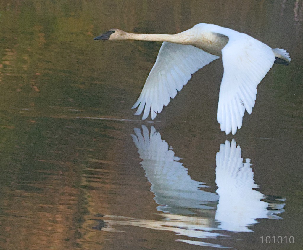 Trumpeter Swan - ML616473697