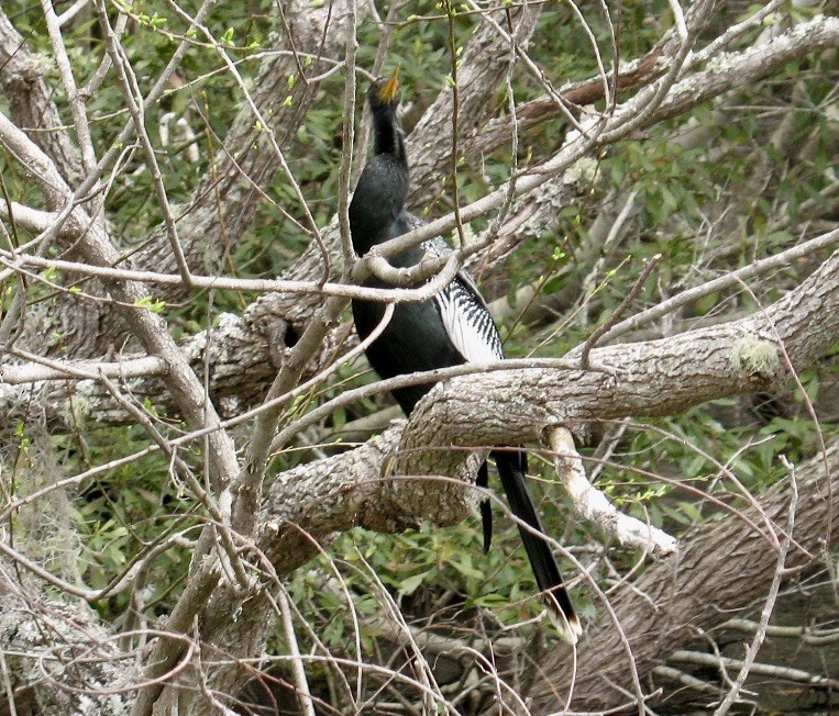 Anhinga d'Amérique - ML616473742