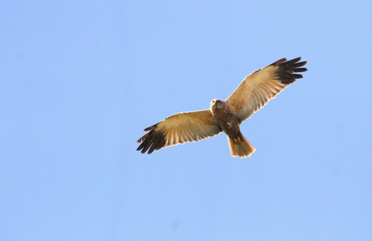 Western Marsh Harrier - Simon Davies