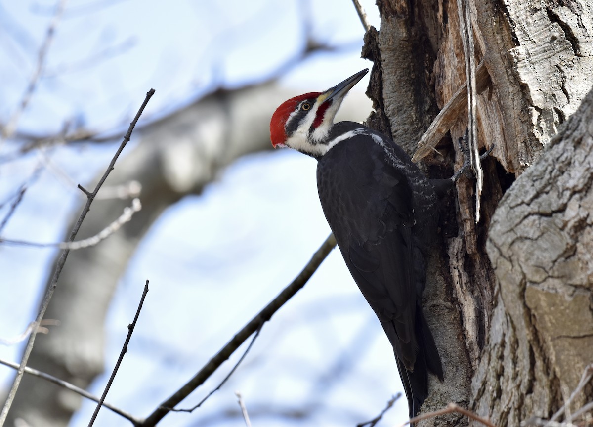 Pileated Woodpecker - ML616473841