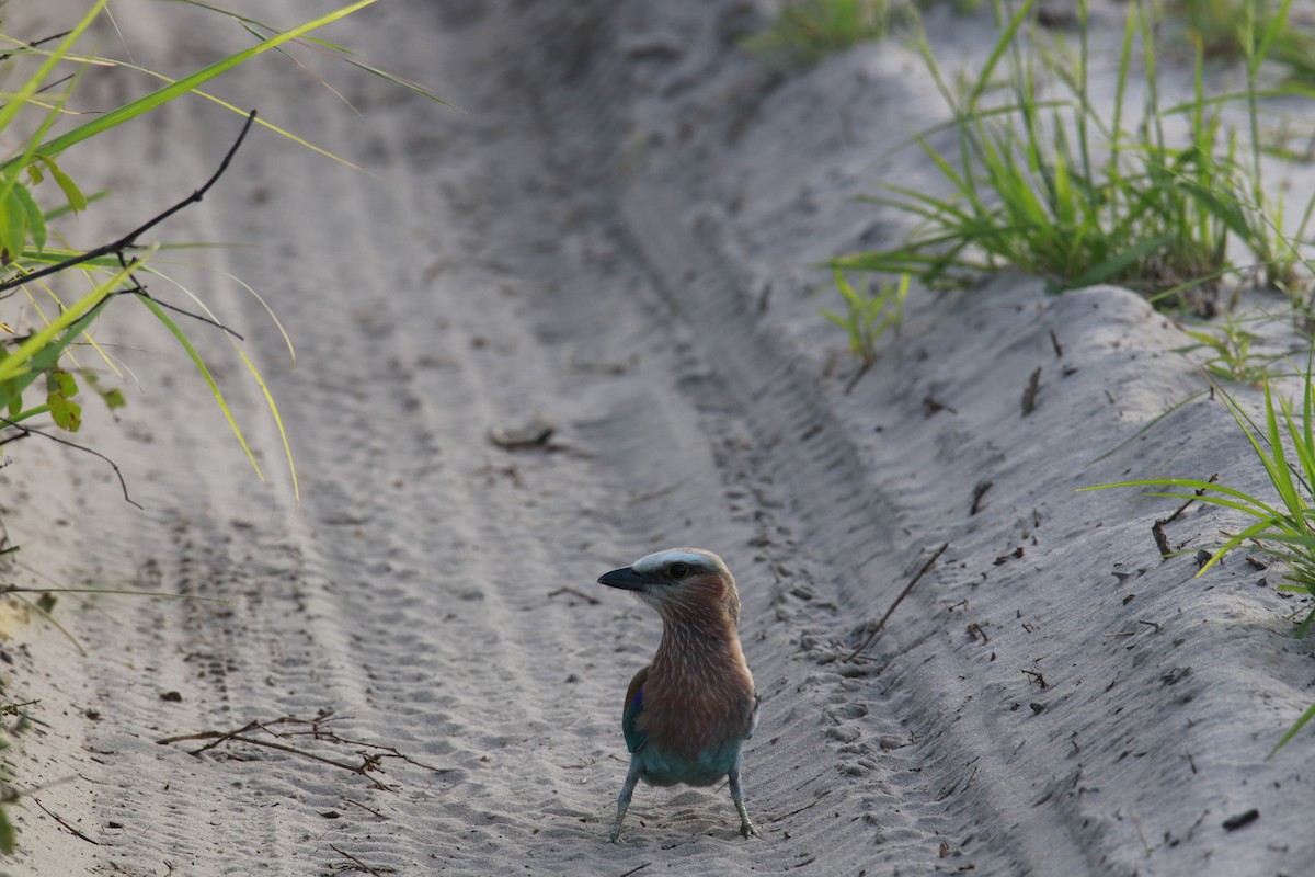 Lilac-breasted Roller - ML616473858