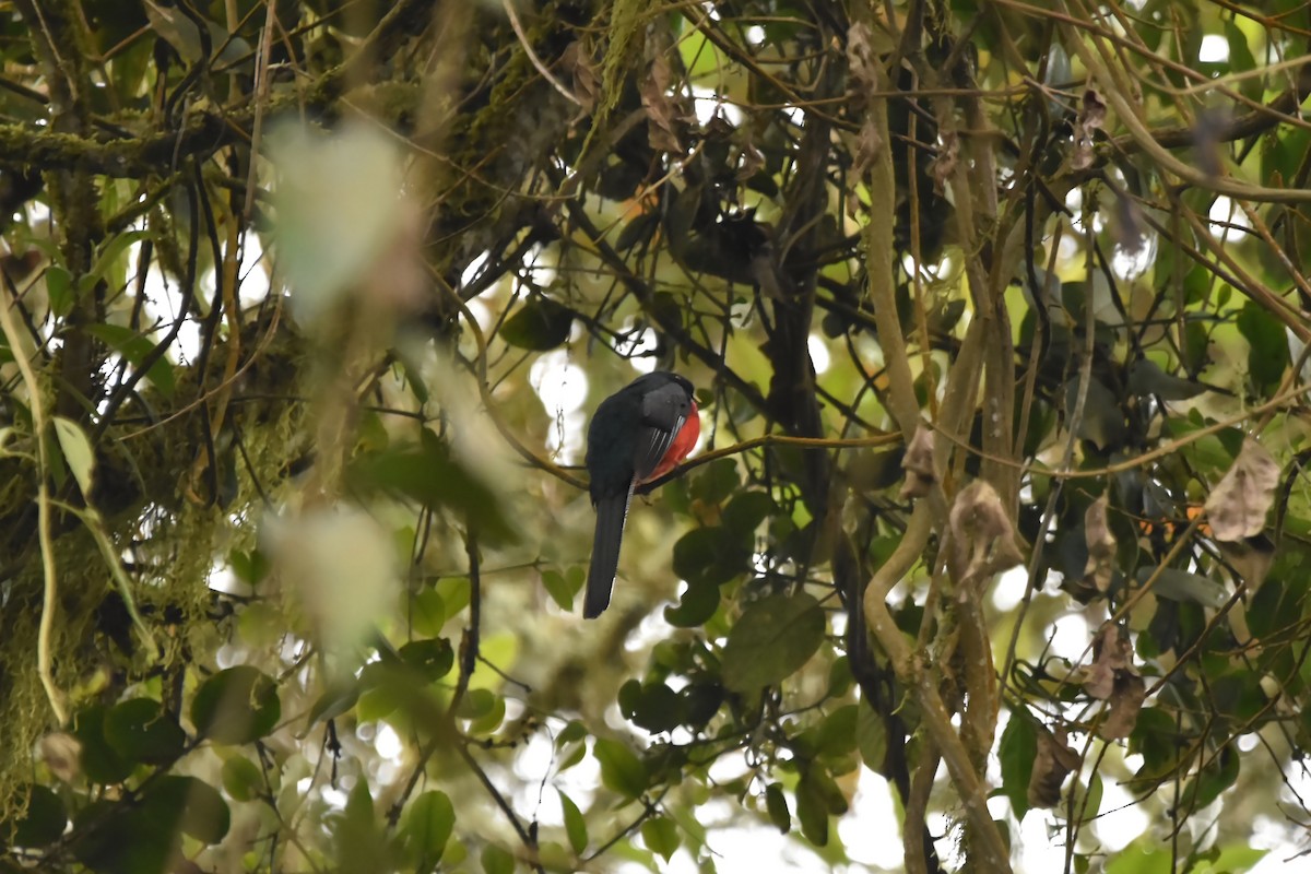 Masked Trogon - ML616473869