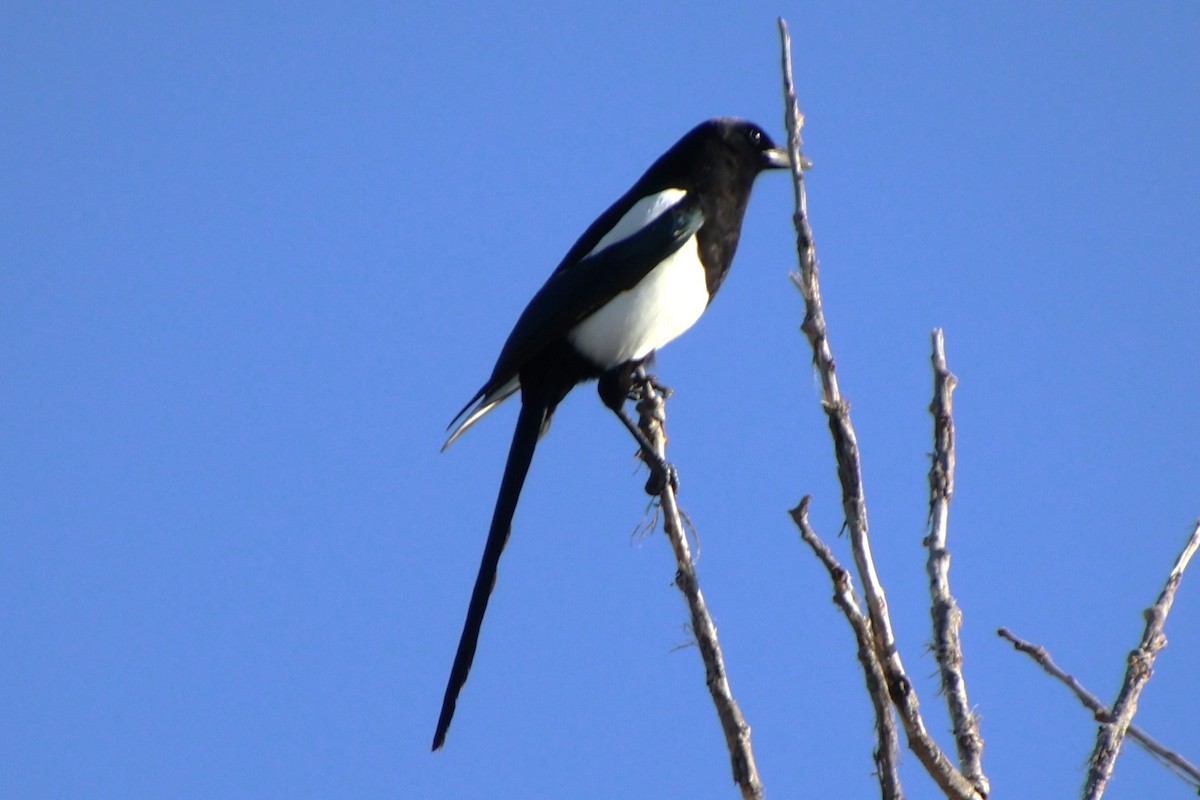 Black-billed Magpie - ML616473879