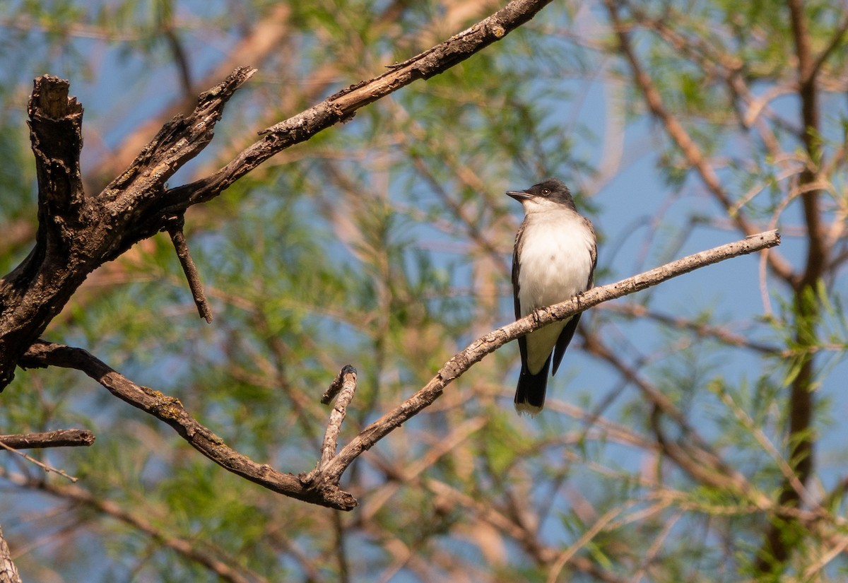 Eastern Kingbird - wendy wright