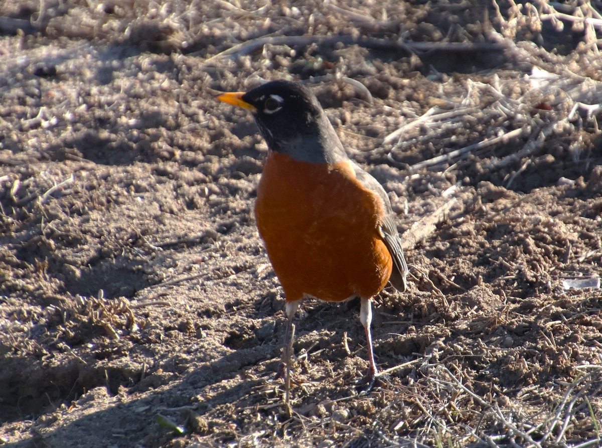 American Robin - ML616473913