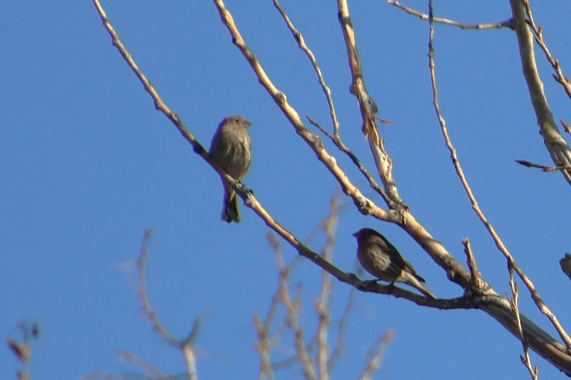 House Finch - ML616473945