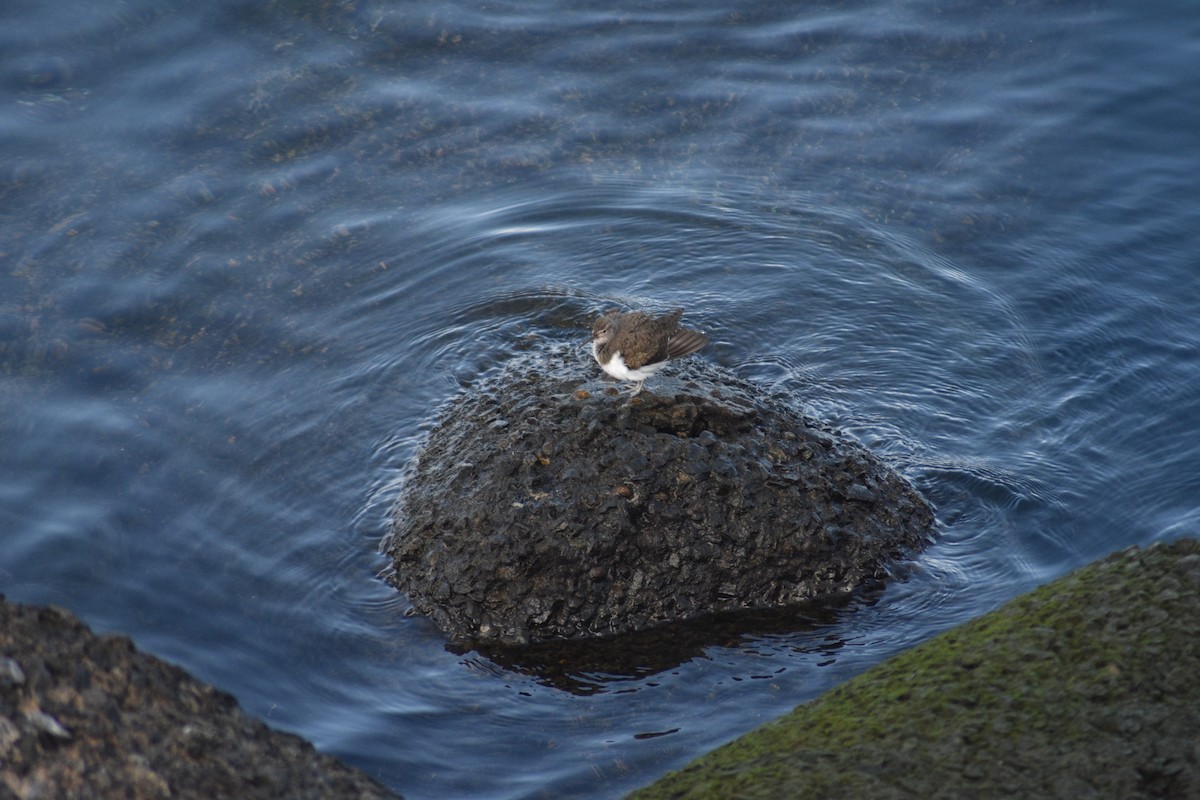 Common Sandpiper - Beatriz Castaño