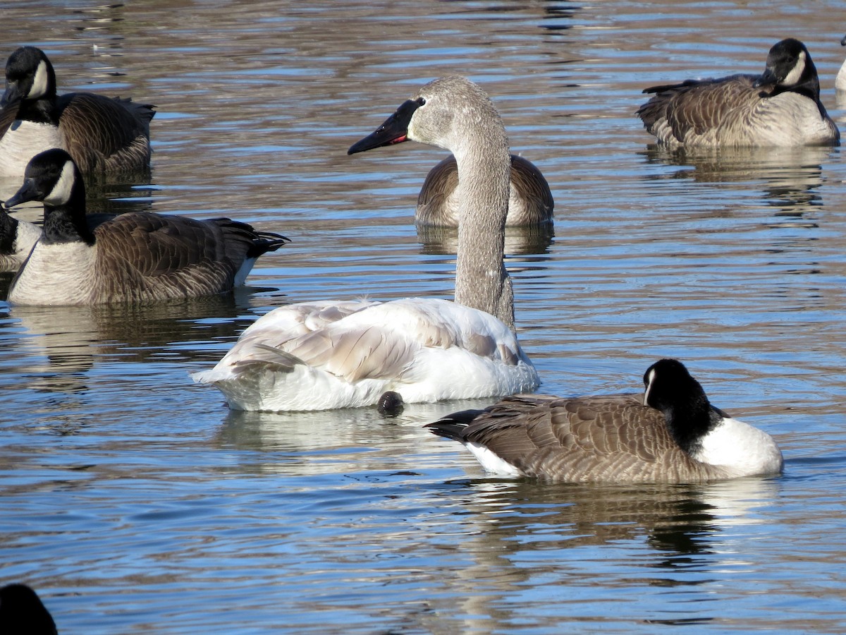 Trumpeter Swan - ML616473979