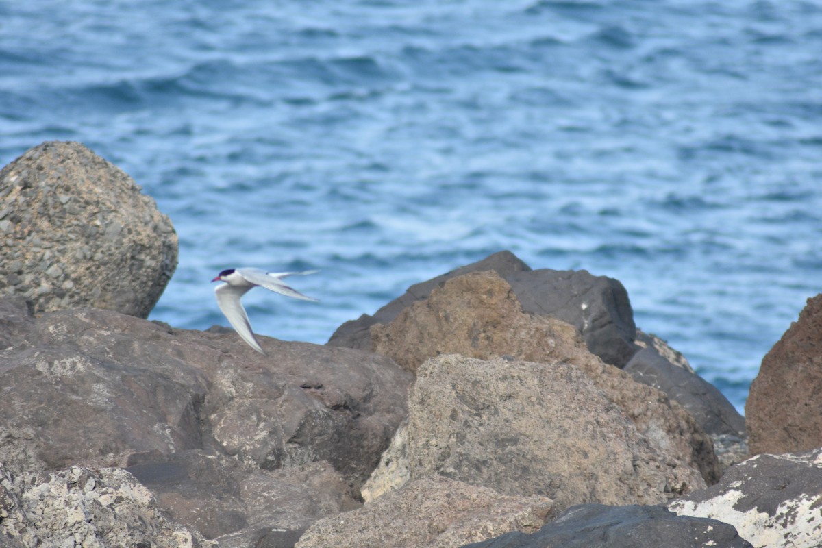 Common Tern - Beatriz Castaño