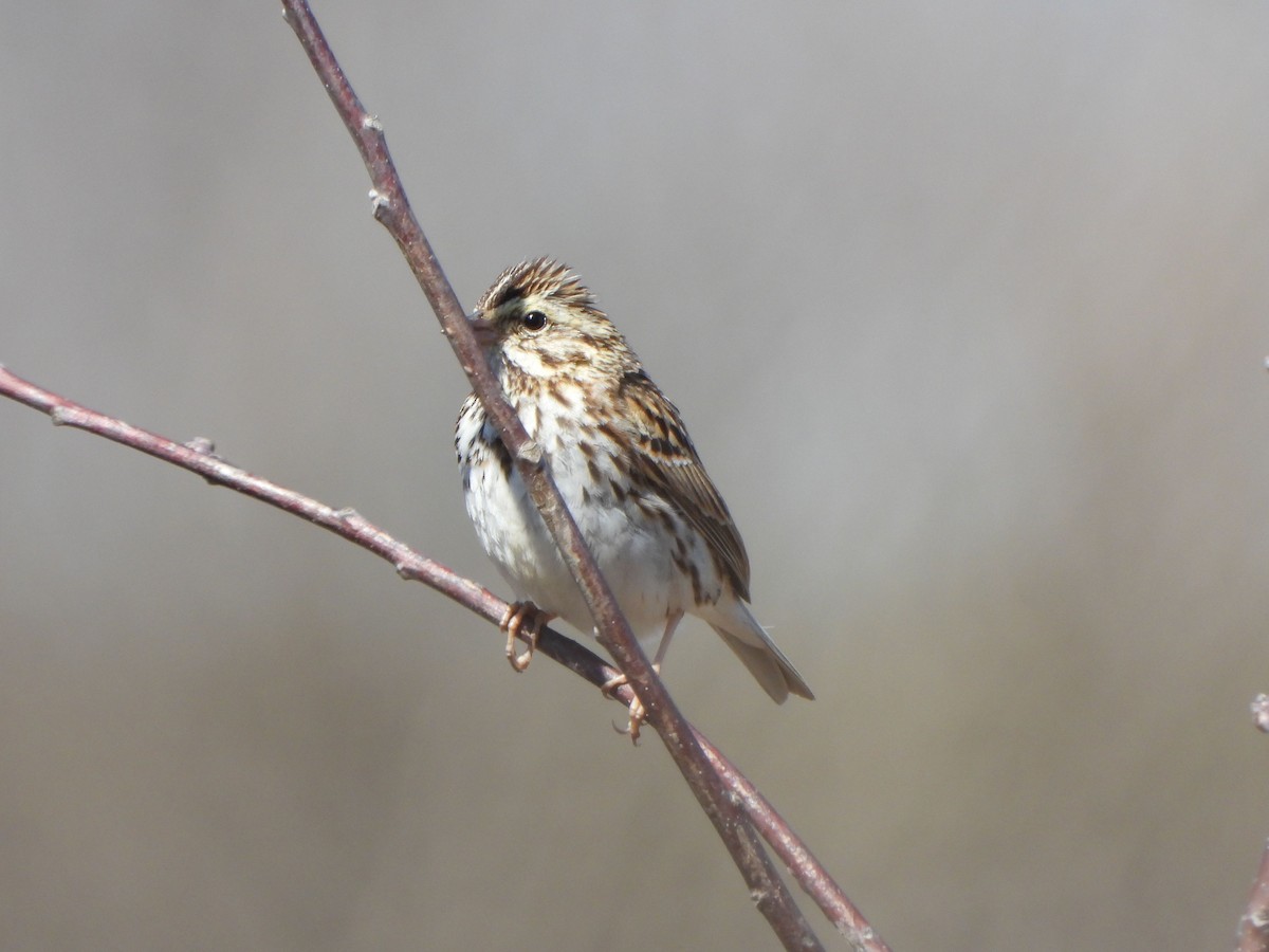 Savannah Sparrow - ML616474032