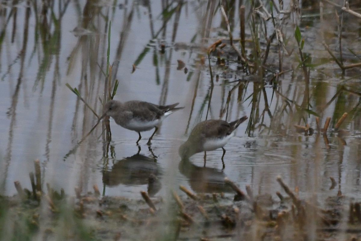 Temminck's Stint - Miguel Arribas Tiemblo