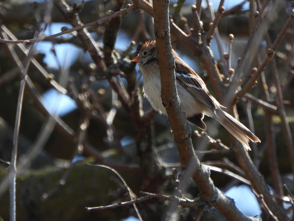 Field Sparrow - ML616474101