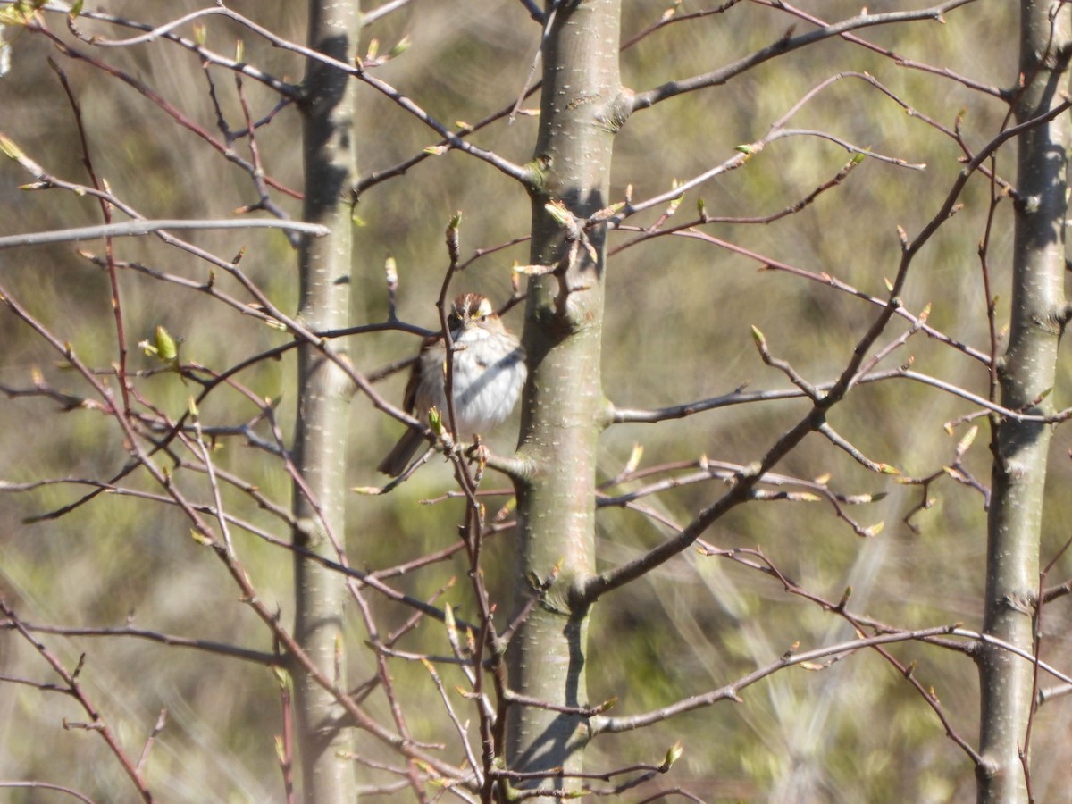 White-throated Sparrow - ML616474110