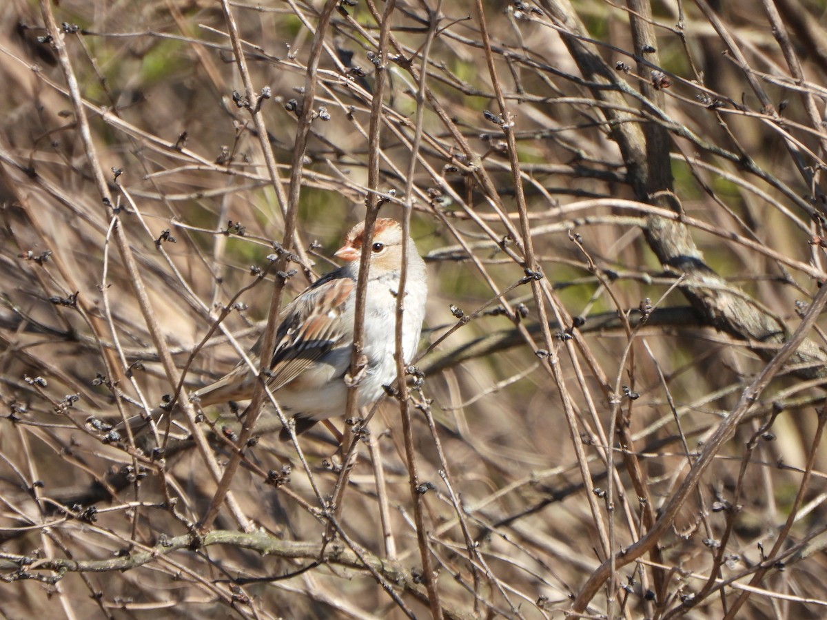 White-crowned Sparrow - ML616474115