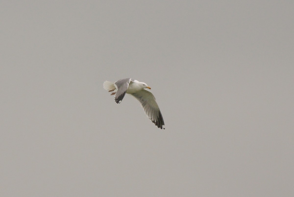 Yellow-legged Gull - ML616474159