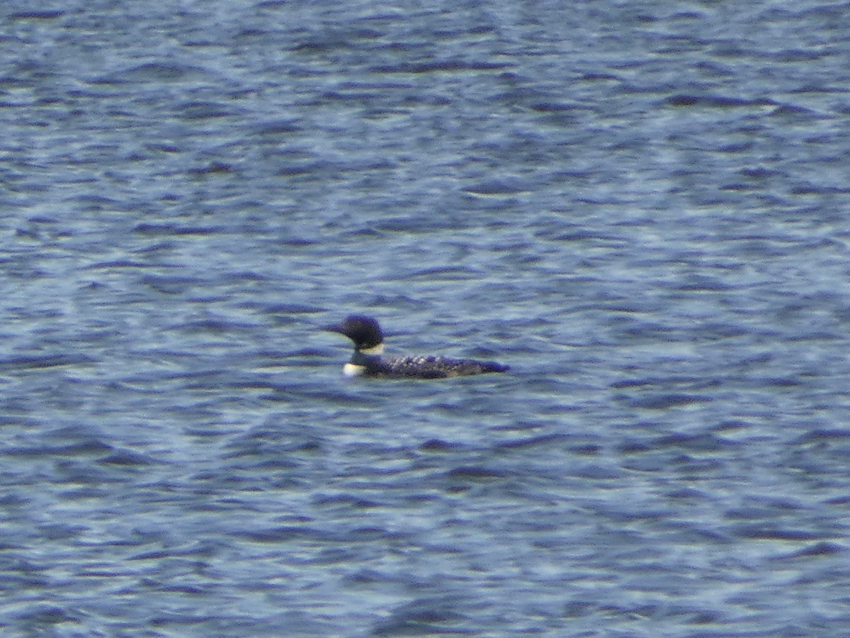 Common Loon - Jeff DeRuyter