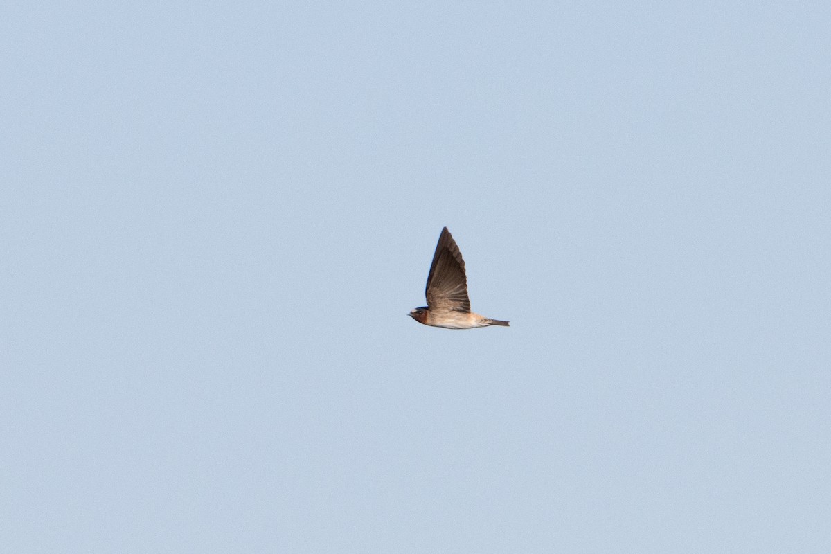 Cliff Swallow - ML616474172