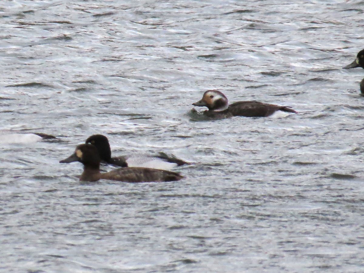 Long-tailed Duck - ML616474175