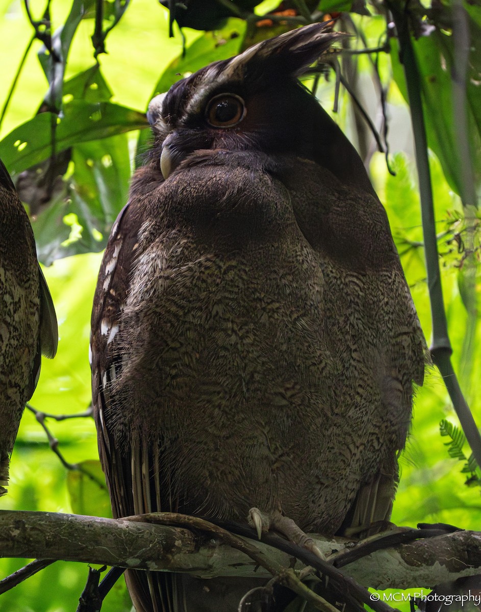 Crested Owl - ML616474182