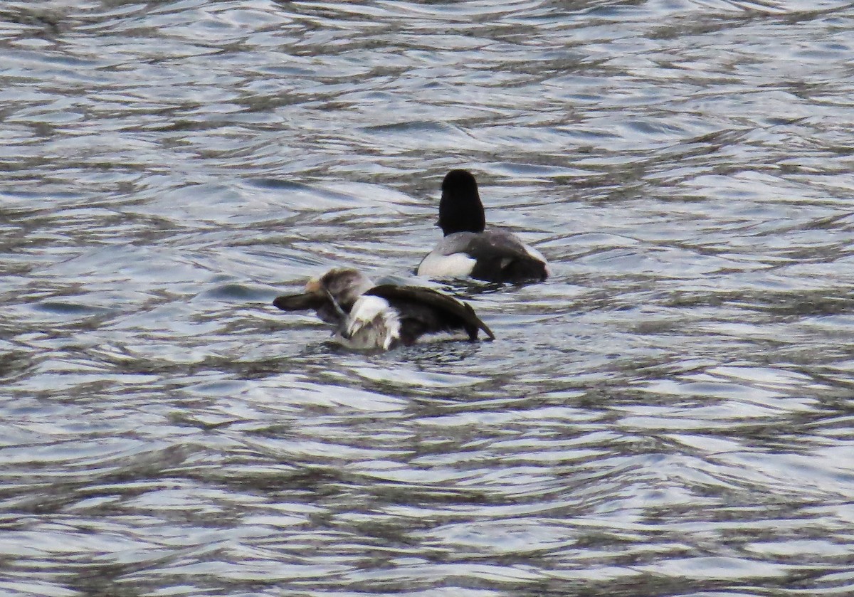 Long-tailed Duck - ML616474183