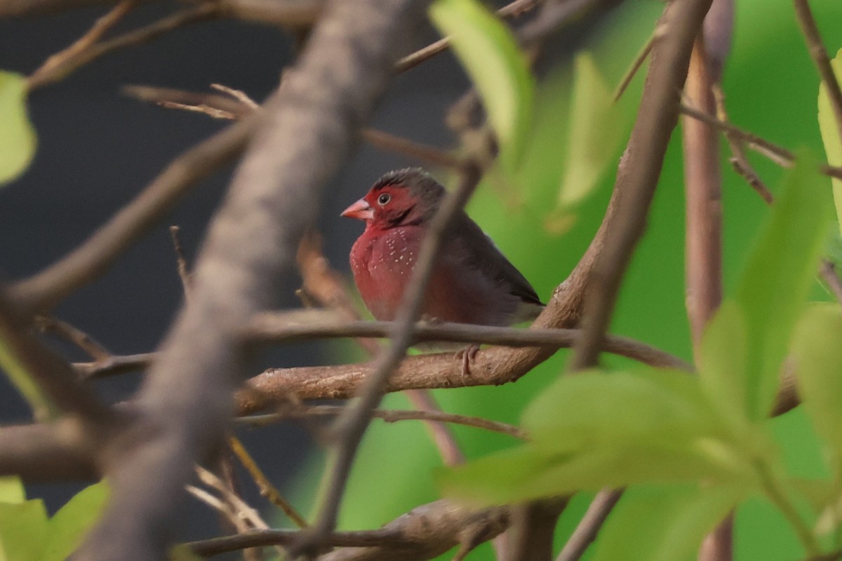 Bar-breasted Firefinch - ML616474184