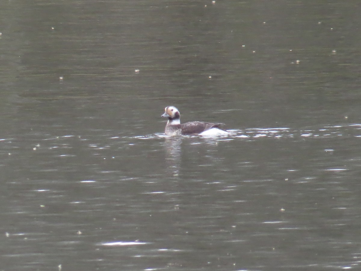 Long-tailed Duck - ML616474185