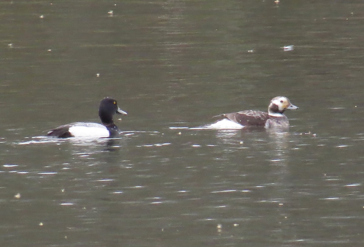 Long-tailed Duck - ML616474189