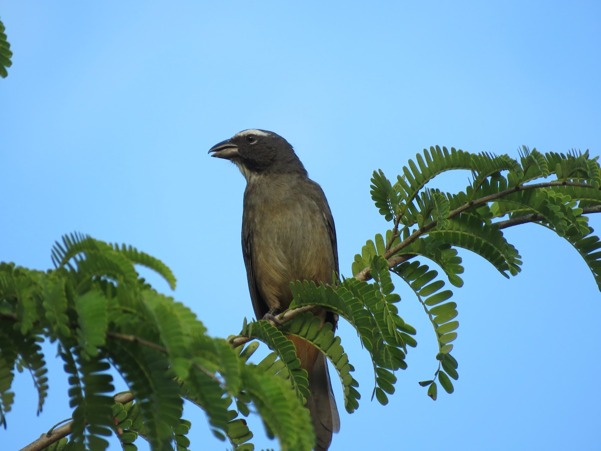 Cinnamon-bellied Saltator - ML616474190