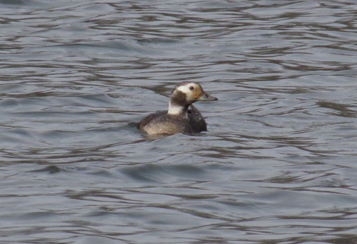 Long-tailed Duck - ML616474201